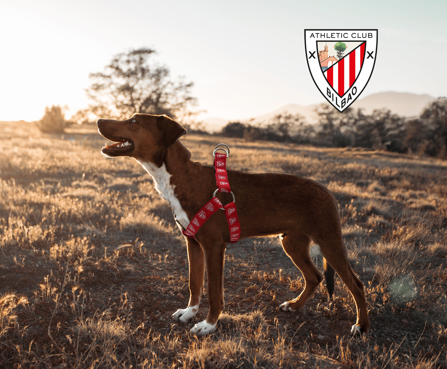 Athletic Club Arnés para PerroTalla M