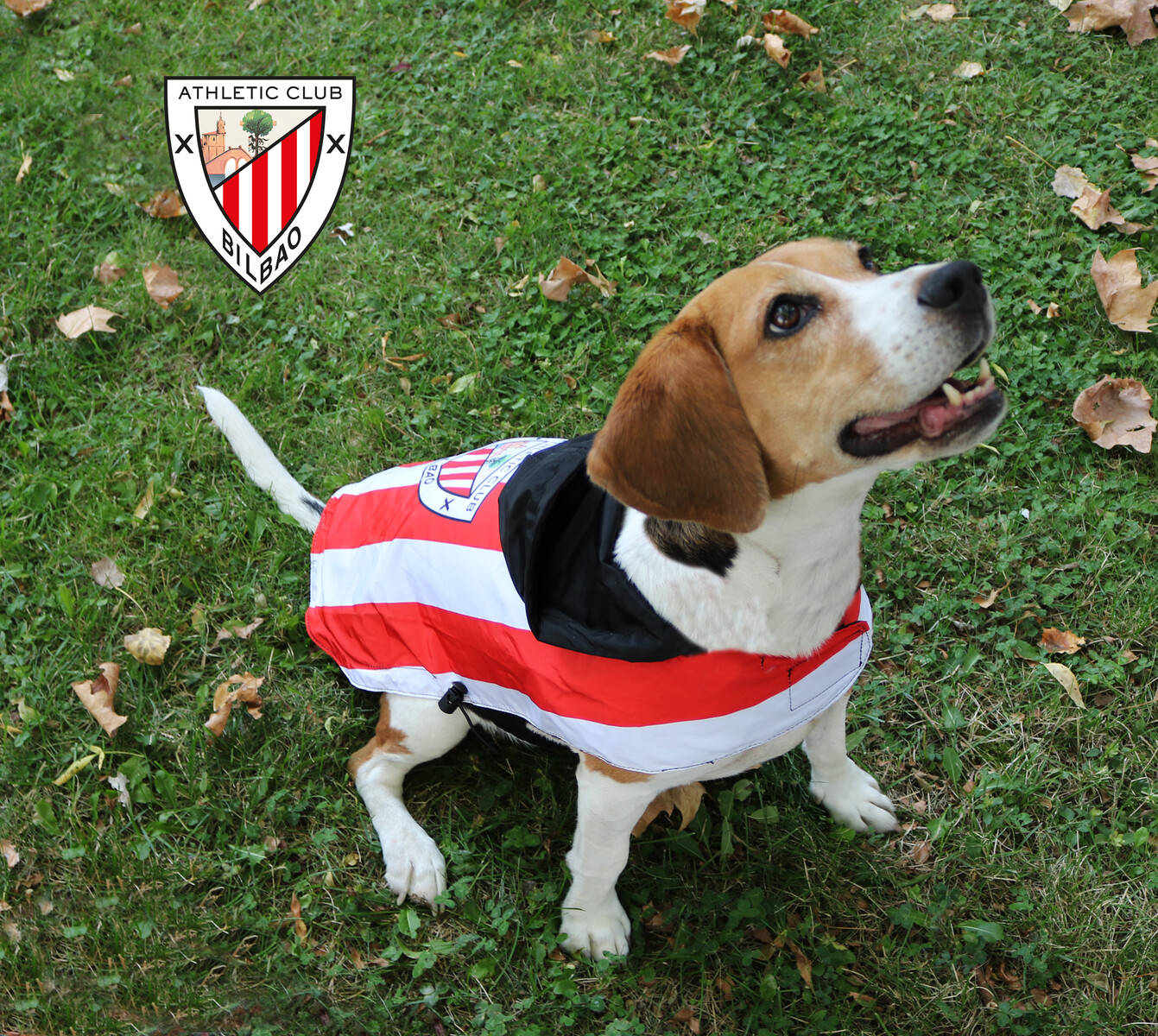Athletic Club Chubasquero para Perro Talla S