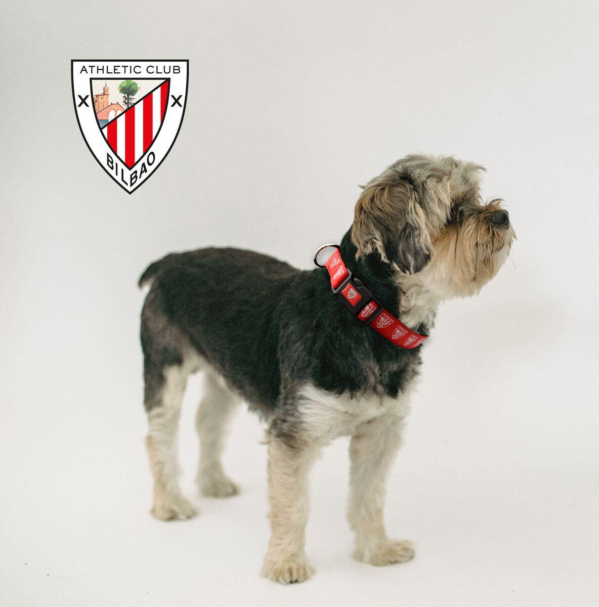 Athletic Club Collar para Perro Talla L