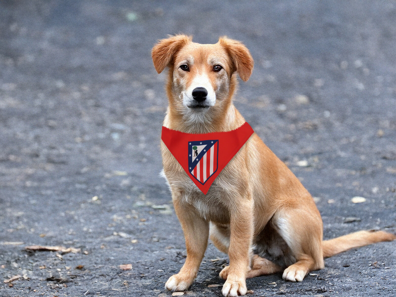 Atlético de Madrid Bandana para Perro
