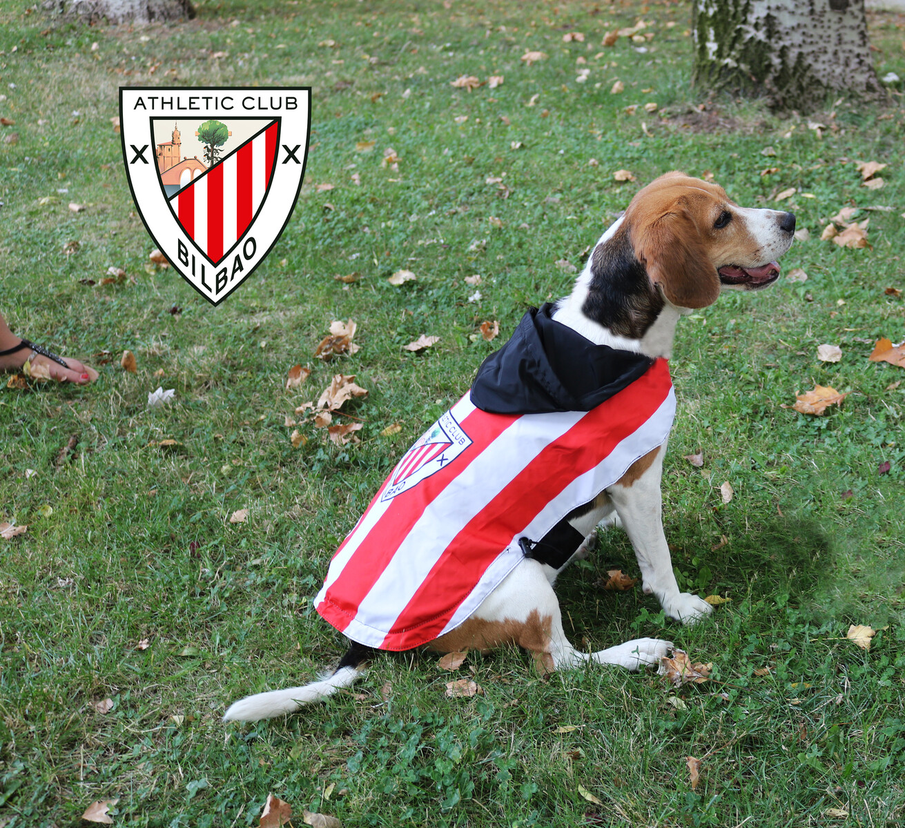 Athletic Club Chubasquero para Perros Talla XL
